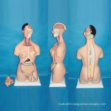 Multi Gender Medical Care Anatomical Human Body Torso